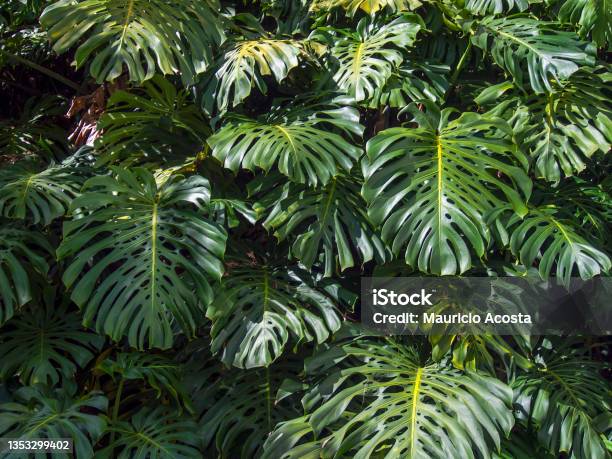 Closeup Photography Of The Peculiar Leaves Of The Swiss Cheese Plant Stock Photo - Download Image Now