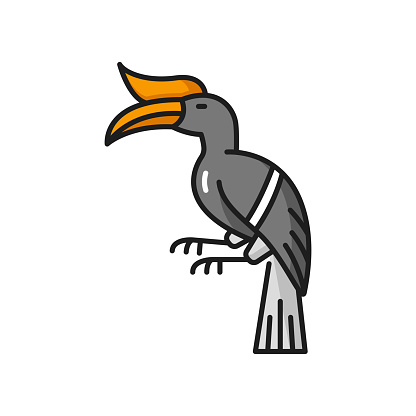 Knobbed hornbill isolated exotic Thailand bird color line icon. Vector knobbed Sulawesi wrinkled hornbill. Tropical feathered animal with long, down-curved bill and scasque on upper mandible