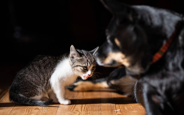 istock A kitten sitting with her friend dog 1353301306
