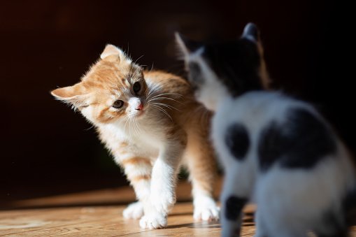 Sibling kittens play fighting together in a beam of sunlight indoors.