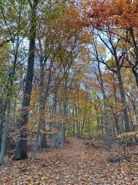 istock A New York Forest in Autumn 1353301609