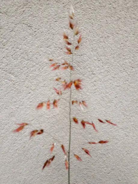 efflorescence of grass, with back wall