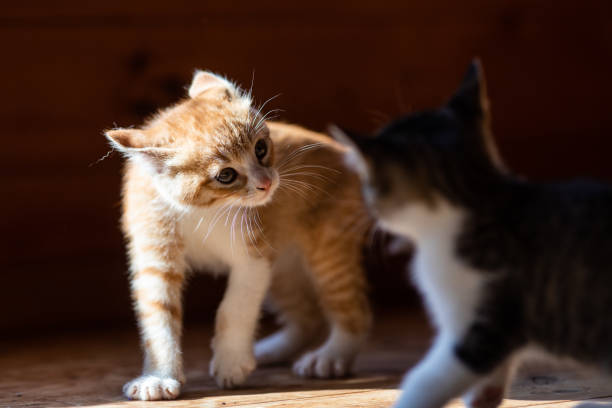 dos gatitos juegan a pelear juntos - cat fight fotografías e imágenes de stock