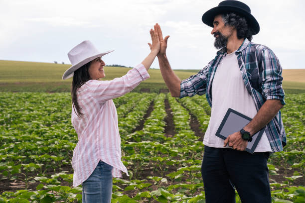 istock Farmers clapping hands in sunflower field in springtime. 1353304811
