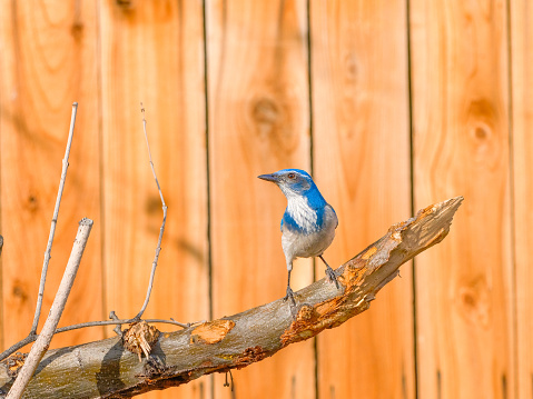 Close up photograph of a Blue Jay or Scrub Jay, Aphelocoma californica, in a garden setting during Autumn.