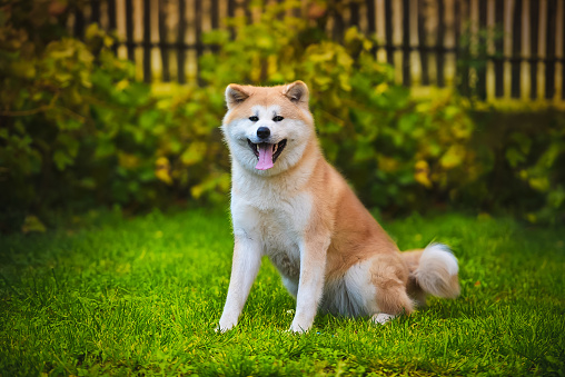 two dogs Akita inu together looking in the same direction