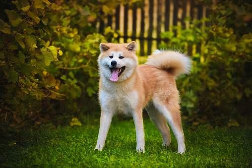 Smiling akita dog with happy expression.