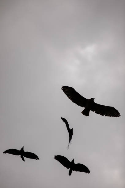 Silhouettes of Crows in Sky; Black Birds Flying stock photo