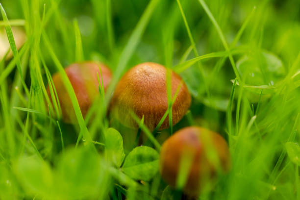 Small brown mushrooms growing in green grass. Macro close-up details of fungus species in Oregon, USA.