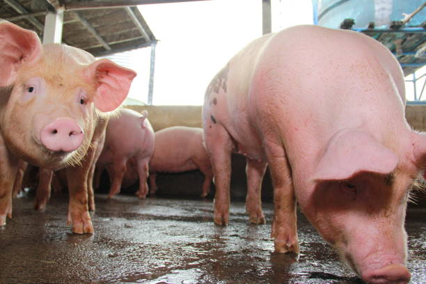 istock pig farming on farm 1353317323