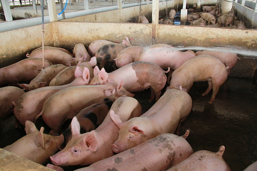 itabuna, bahia, brazil - june 16, 2012: pig farming on a farm in the city of Itabuna, not south of Bahia.