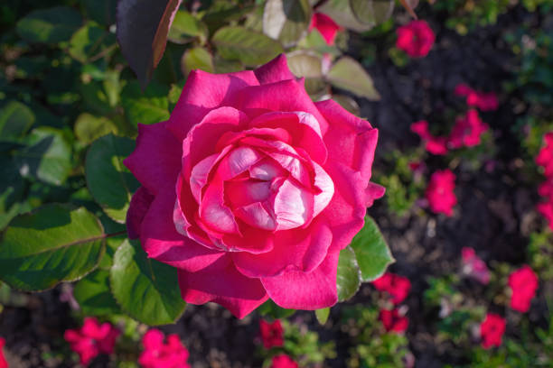 Pink rose flower close up on a green blurred background.
