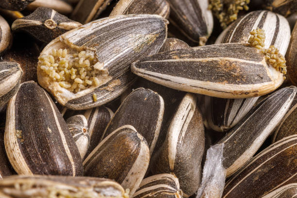 sunflower seeds disgustingly corrupted with bird seed pantry flour moths