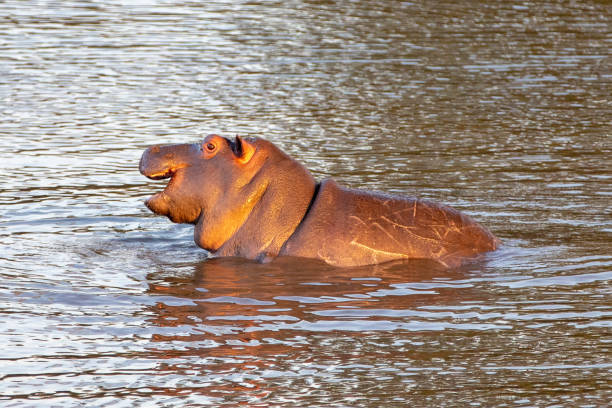 ребенок ранен обыкновенным бегемотом [hippopotamus amphibius] в озере в африке - kruger national park hippopotamus animal mouth animal стоковые фото и изображения