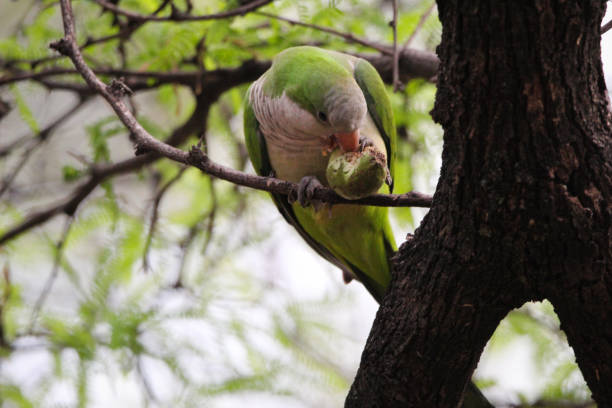 istock Monk parakeet eating fruits 1353320717