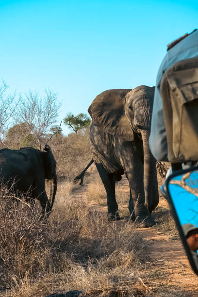 istock Elephant and its Calf on a Safari 1353321611