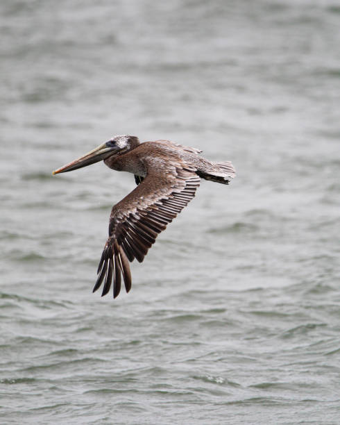 istock Brown pelican flying low in San Francisco Bay. 1353322810