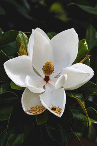 istock Magnolia flower blooming season 1353323562