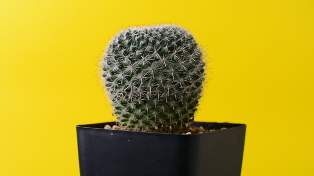 cactus turn around slowly on a yellow background flower decoration video