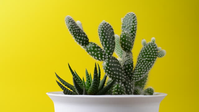 cactus turn around slowly on a yellow background flower decoration video