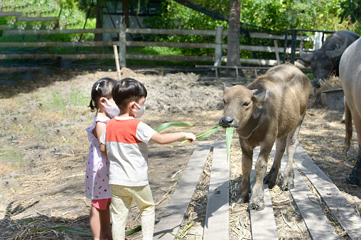 Little boy and girl feeding buffalo at animal farm.