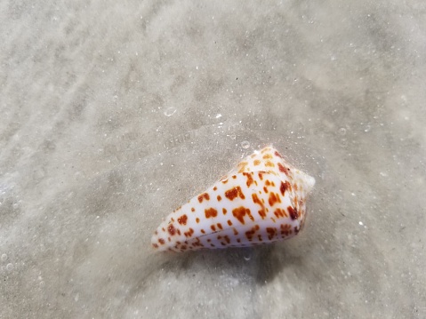 Venomous cone snail on beach in shallow water