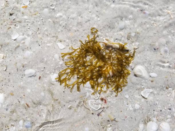 istock Seaweed stranded on beach in shallow water 1353328789