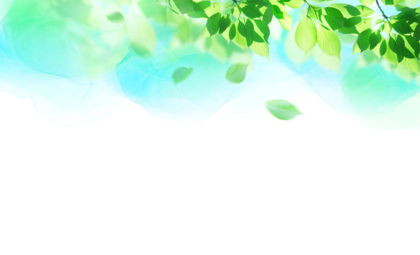 frisches grün und himmel (weiches bild) (hintergrund mit aquarell-touch) - spring air lush foliage branch stock-grafiken, -clipart, -cartoons und -symbole