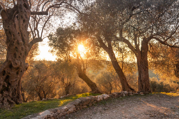 istock Olive tree at sunset with sun flare 1353332227