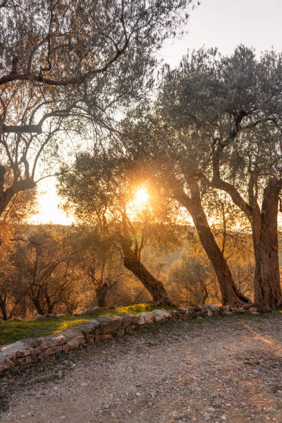 istock Olive tree at sunset with sun flare 1353332240