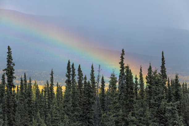 Stunning fall season, autumn in northern Canada during September on road trip vibes with rainbow in the sky, nature, natural landscape scene.