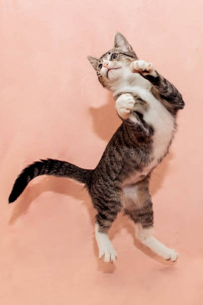 istock Jumping Kitten Against Pink Background 1353333887