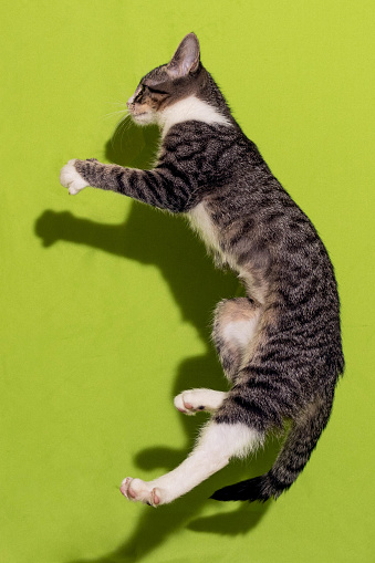A tabby kitten jumps and seems to defy gravity.