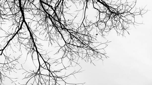istock Black white background. Silhouettes of bare tree branches against the sky. Close-up. 1353333976