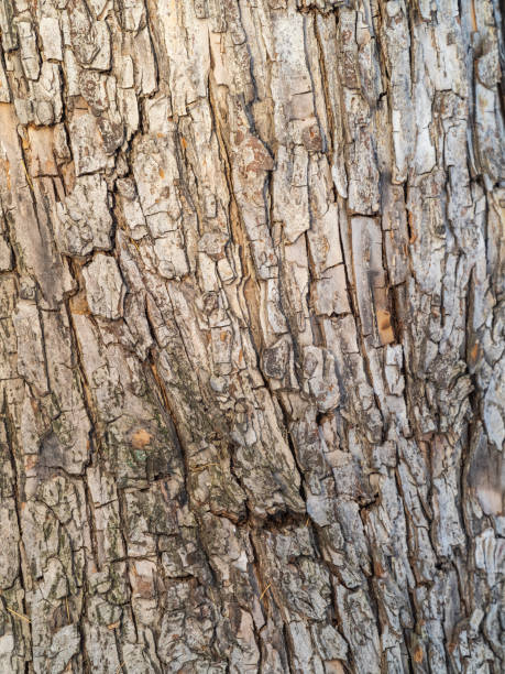 2,700+ Apple Tree Bark Stock Photos, Pictures & Royalty-Free Images -  iStock