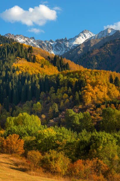 istock Mixed forest on mountain slopes in autumn 1353335233