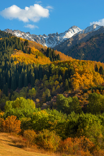 Mixed forest on mountain slopes in autumn