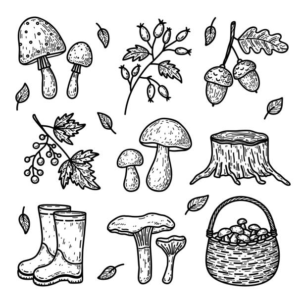 가을 숲 요소의 낙서 세트 - chanterelle basket edible mushroom mushroom stock illustrations