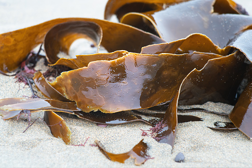 Shiny wet seaweed leaves on a sand. Close up.