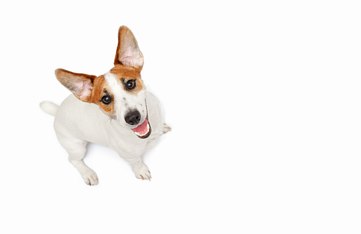 Happy Jack Russell with a smiling face lies with chamomile flowers on a yellow background. Paste text for copy space.