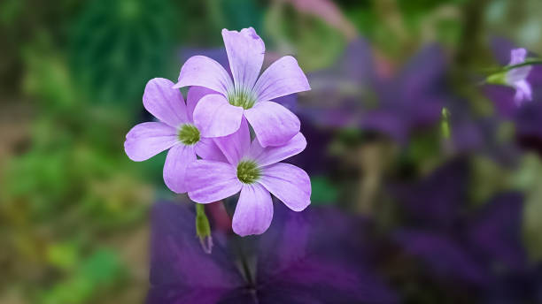 false shamrock flowers Oxalis triangularis  is a species of perennial plant in the family Oxalidaceae oxalis acetosella flowers stock pictures, royalty-free photos & images