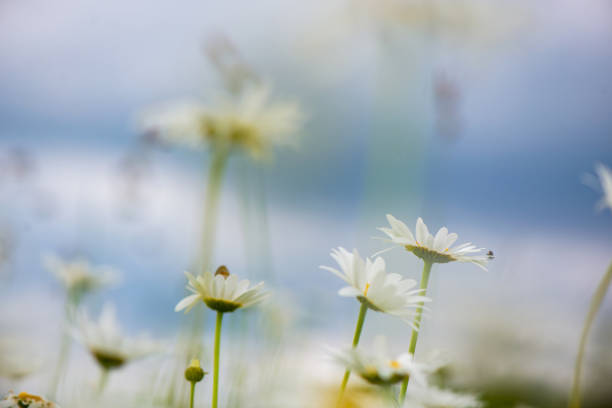 istock Flowering. Chamomile. Blooming chamomile field, Chamomile flowers on a meadow in summer, Selective focus 1353340186