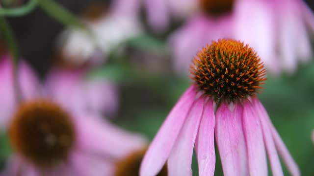 Pink echinacea flowers on a blurred green background. Medicinal plants in the garden