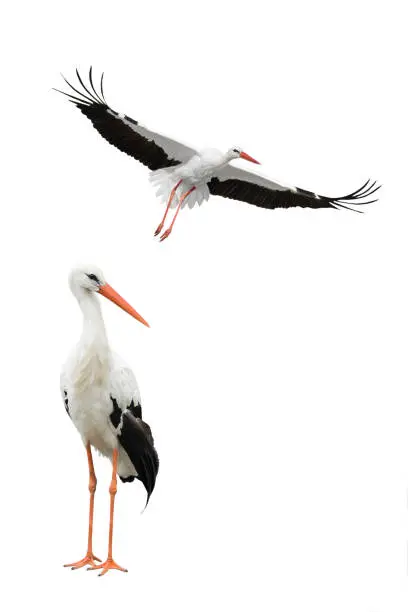 Photo of white storks isolated on white background