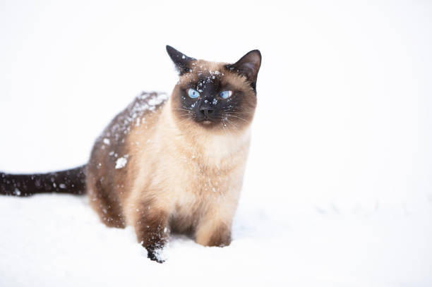 istock Siamese cat walks on a winter day. Cat covered with snow. 1353342370