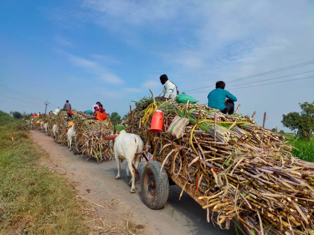 Bullock Cart carrying sugarcane crop After harvest Bullock Cart carrying sugarcane crop After harvest . Phaltan, Maharashtra, India November, 12, 2021 bullock cart india stock pictures, royalty-free photos & images