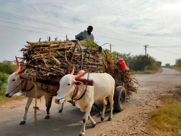 Very hard work in the field of Village Sangli State Maharashtra India