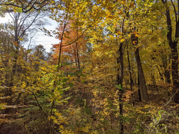 istock Fall Foliage in a city park 1353343664