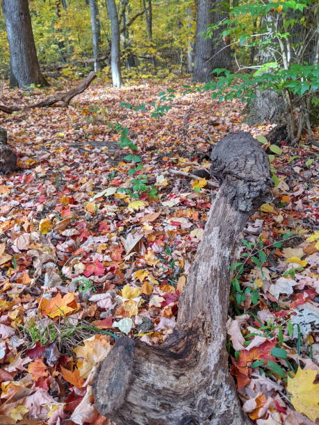 istock Fall Foliage in a city park 1353343803