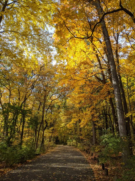 istock Fall Foliage in a city park 1353343866